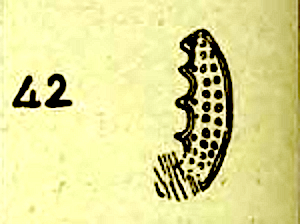 Das Bildzeichen Evans Nr. 42 zeigt die Unterseite der Cypraea pantherina. Quelle : Arthur Evans : The Palace of Minos at Knossos, Vol. 1, London 1921, S. 652, Fig. 483, Nr. 42. In public domain.