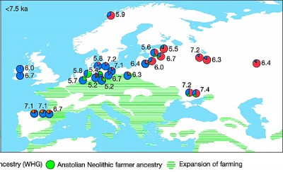 Kartographische Darstellung der im Zuge einer Auswertung der genealogischen DNS-Analyse erzielten Ergebnisse hinsichtlich der Allelfrequenz anatolischer Farmer, welche im Neolithikum zwischen 5500 und 3200 v. Chr. auf die Population der Oberkassel Gruppe trafen. Anhand der Allelfrequenzen konnte im Modell auf eine genetische Assimilation dieser Gruppen geschlossen werden. Quelle : Posth, Cosimo ; Yu, He ; Ghalichi, Ayshin et alias, Palaeogenomics of Upper Palaeolithic to Neolithic European hunter-gatherers. In : Nature, Issue 615, 117 - 126 (2023), Detailansicht aus Figur 5a. Lizenz : Open Access, CC BY-NC-SA 4.0.