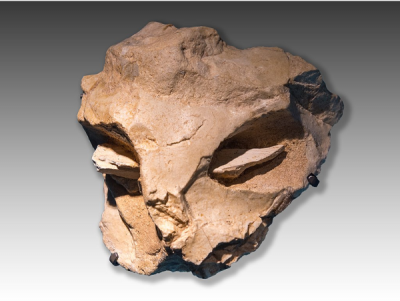 Die Maske von La Roche-Cotard stammt aus der Region Indre et Loire und ist ein von Menschenhand gefertigtes Kunstwerk. Als Artefakt stellt es eine kulturelle Leistung der Neandertaler dar, welches in der Epoche des Moustérien entstand. Die Aufnahme zeigt das Original, welches vom 28. März 2018 bis zum 07. Januar 2019 im Musée de l'Homme Paris während der Ausstellung &quot;Neandertal&quot; präsentiert wurde. Foto : Thilo Parg, Wikimedia 2018, Lizenz CC BY-SA 4.0.